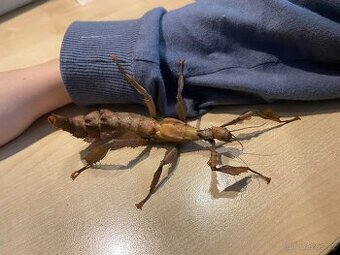 Prodám Strašilky australské