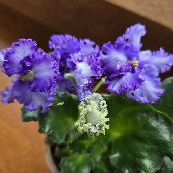 Fialka "CURLY" bílá + fialová, zakořeněný list nakvétá