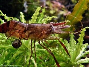 kreveta čokoládová-Macrobrachium dayanum