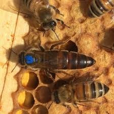 Včelí matka z rozmnožovacího chovu včely Kraňské