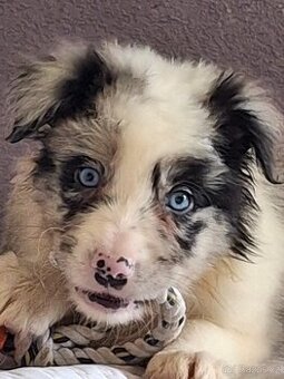 Štěňátka border collie s PP