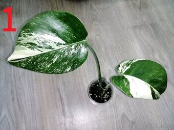 1.Monstera Deliciosa Albo variegata - Vrchol
