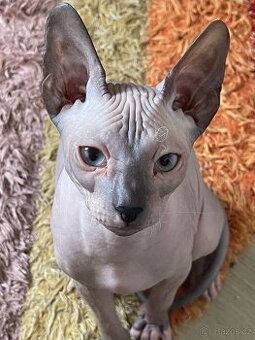 Don Sphynx Kocourek s PP