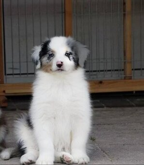 Pes Australského ovčáka s PP, blue merle