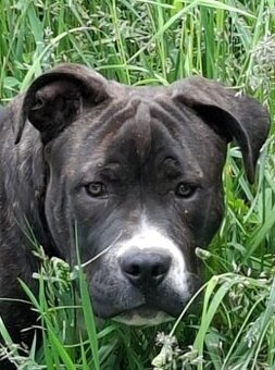 American Bully steniatko