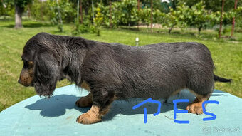 Jazvečík modrý a čoko/merle - 1