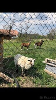 Prodám 3 kamerunské ovce