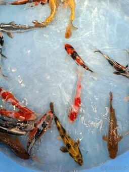 Koi kapr-tancho maruten 10-12cm