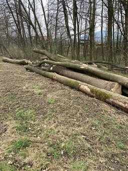 Palivové dřevo - kulatina