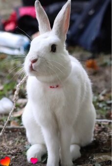 Daruji králičici Charity