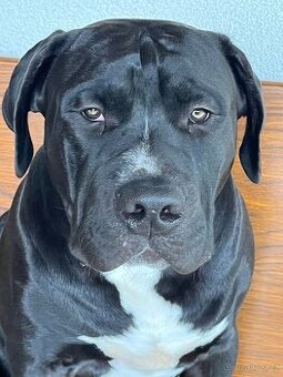 American Bully