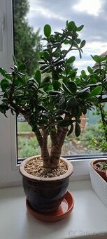 Crassula ovata-Tlustice