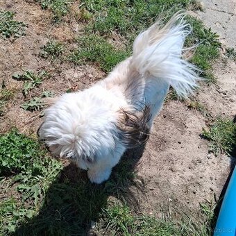 Prodám pejsky shih-tzu,shi-tzu, roční, čipovaný