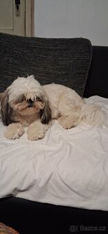 Prodám pejsky shih-tzu,shi-tzu, 1roční, čipovaný - 1