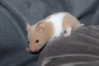 Křeček