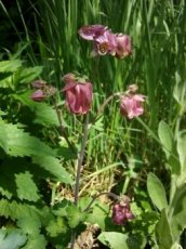 Orlíček - semena, odkopky - mix barev