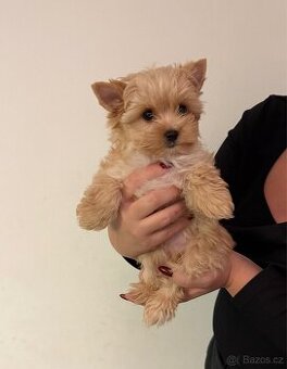 Yorkshir, yorkshirský jorkšírský terier štěně s pp