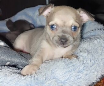 Čivava krátkosrstá  bez PP