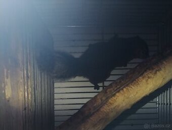 Veverka znamenaná levně