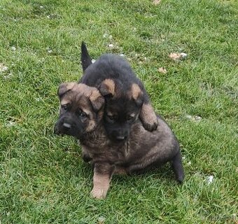 Německý ovčák štěňata