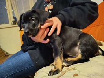 Krteček hledá nový domov