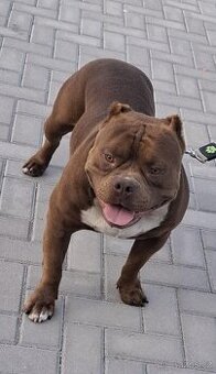 American Bully extrem.