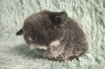 ⭐️ Vánoční ⭐️ Zakrslý beránek 🍀 U5🍀