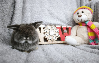 Zakrslý králíček - beránek MINILOP 🩷 - 1