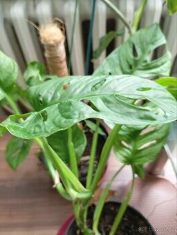 MONSTERA adansonie