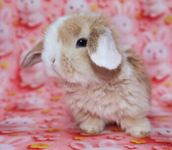 Zakrslí králíčci beránci NHD  a rex s VP .