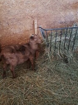 Anglonubijský kozel