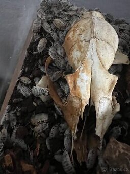 Porcellio laevis „Dairy Cow“ – 10 ks za 50 Kč