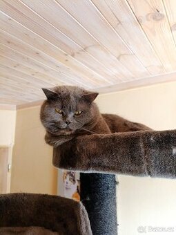 Britský modrý kocour krytí