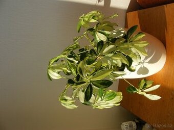 Pokojová rostlina  Šeflera panašovaná