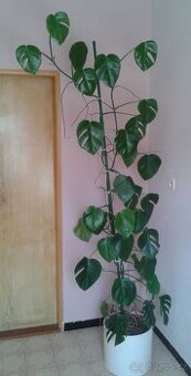 Prodám monsteru, vzrostlou, krásnou, 2,3 m