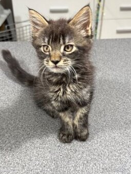 Koťátka mainské mývalí kočky