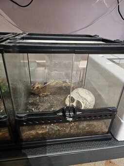 Acanthoscurria geniculata
