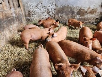 Selata duroc