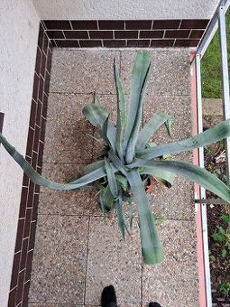 Agave - rostlina
