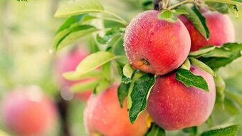 Koupím pomologické knihy / knihy o ovoci
