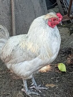 Kohout araukana levandr