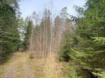Lesní pozemek Strážovice u Pačejova