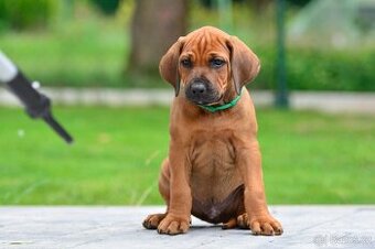 Štěňátko rhodéského ridgebacka - standardní kluk s PP