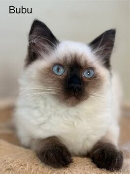 RAGDOLL