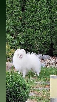 Pomeranian