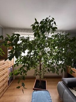 Ficus Benjamina