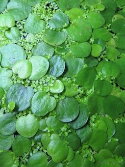 Akvarijní rostlina - plovoucí - Limnobium laevigatum