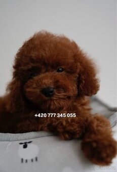 Toy pudl chlapeček Toy Poodle Red Brown boy male