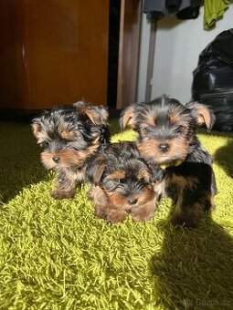 Yorkshirský teriér