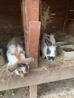 Králíčci strakatý i jednobarevný k odběru